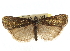  ( - CNCLEP00107536)  @11 [ ] CreativeCommons - Attribution (2013) CBG Photography Group Centre for Biodiversity Genomics