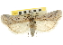  ( - CNCLEP00107544)  @11 [ ] CreativeCommons - Attribution (2013) CBG Photography Group Centre for Biodiversity Genomics
