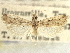  ( - CNCLEP00107547)  @11 [ ] CreativeCommons - Attribution (2013) CBG Photography Group Centre for Biodiversity Genomics