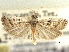  ( - CNCLEP00107548)  @11 [ ] CreativeCommons - Attribution (2013) CBG Photography Group Centre for Biodiversity Genomics