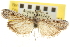  ( - CNCLEP00107554)  @11 [ ] CreativeCommons - Attribution (2013) CBG Photography Group Centre for Biodiversity Genomics