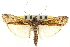  ( - CNCLEP00107561)  @11 [ ] CreativeCommons - Attribution (2013) CBG Photography Group Centre for Biodiversity Genomics