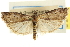  ( - CNCLEP00107574)  @11 [ ] CreativeCommons - Attribution (2013) CBG Photography Group Centre for Biodiversity Genomics