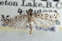  ( - CNCLEP00107652)  @11 [ ] CreativeCommons - Attribution (2013) CBG Photography Group Centre for Biodiversity Genomics