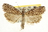  ( - CNCLEP00107674)  @13 [ ] CreativeCommons - Attribution (2013) CBG Photography Group Centre for Biodiversity Genomics