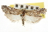  ( - CNCLEP00107675)  @11 [ ] CreativeCommons - Attribution (2013) CBG Photography Group Centre for Biodiversity Genomics