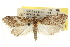  ( - CNCLEP00107676)  @11 [ ] CreativeCommons - Attribution (2013) CBG Photography Group Centre for Biodiversity Genomics