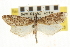  ( - CNCLEP00107677)  @11 [ ] CreativeCommons - Attribution (2013) CBG Photography Group Centre for Biodiversity Genomics