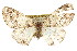  (Gabriola tenuis - CNCLEP00107723)  @13 [ ] CreativeCommons - Attribution (2013) CBG Photography Group Centre for Biodiversity Genomics