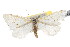  ( - CNCLEP00107751)  @14 [ ] CreativeCommons - Attribution (2013) CBG Photography Group Centre for Biodiversity Genomics