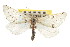  (Philtraea albimaxima - CNCLEP00107753)  @14 [ ] CreativeCommons - Attribution (2013) CBG Photography Group Centre for Biodiversity Genomics