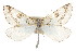  ( - CNCLEP00107755)  @14 [ ] CreativeCommons - Attribution (2013) CBG Photography Group Centre for Biodiversity Genomics