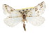  ( - CNCLEP00107756)  @14 [ ] CreativeCommons - Attribution (2013) CBG Photography Group Centre for Biodiversity Genomics