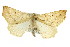  ( - CNCLEP00107770)  @14 [ ] CreativeCommons - Attribution (2013) CBG Photography Group Centre for Biodiversity Genomics