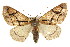  ( - CNCLEP00107773)  @15 [ ] CreativeCommons - Attribution (2013) CBG Photography Group Centre for Biodiversity Genomics