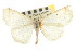  ( - CNCLEP00107779)  @11 [ ] CreativeCommons - Attribution (2013) CBG Photography Group Centre for Biodiversity Genomics