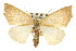  (Destutia oblentaria - CNCLEP00107790)  @15 [ ] CreativeCommons - Attribution (2013) CBG Photography Group Centre for Biodiversity Genomics