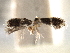  ( - CNCLEP00104190)  @11 [ ] CreativeCommons - Attribution (2013) CBG Photography Group Centre for Biodiversity Genomics