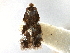  ( - CNCLEP00104199)  @11 [ ] CreativeCommons - Attribution (2013) CBG Photography Group Centre for Biodiversity Genomics