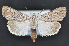  (Catabena lineolata - CNCLEP 102412)  @15 [ ] CreativeCommons - Attribution (2013) CBG Photography Group Centre for Biodiversity Genomics