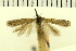  (Scrobipalpula erigeronella - CNCLEP00100871)  @11 [ ] CreativeCommons - Attribution Non-Commercial Share-Alike (2013) Jean-Francois Landry Academy of Natural Sciences Philadelphia