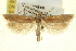 ( - USNM ENT 00000058)  @11 [ ] CreativeCommons - Attribution (2013) CNC/CBG Photography Group Centre for Biodiversity Genomics