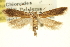  ( - USNM ENT 00001303)  @11 [ ] CreativeCommons - Attribution (2013) CNC/CBG Photography Group Centre for Biodiversity Genomics