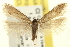  ( - USNM ENT 00003821)  @14 [ ] CreativeCommons - Attribution (2013) CNC/CBG Photography Group Centre for Biodiversity Genomics
