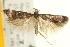  ( - USNM ENT 00004839)  @13 [ ] CreativeCommons - Attribution (2013) CNC/CBG Photography Group Centre for Biodiversity Genomics