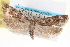  ( - USNM ENT 00005943)  @14 [ ] CreativeCommons - Attribution (2013) CNC/CBG Photography Group Centre for Biodiversity Genomics