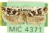  ( - USNM ENT 00005959)  @11 [ ] CreativeCommons - Attribution (2013) CNC/CBG Photography Group Centre for Biodiversity Genomics