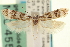  ( - USNM ENT 00005960)  @13 [ ] CreativeCommons - Attribution (2013) CNC/CBG Photography Group Centre for Biodiversity Genomics