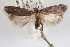  ( - USNM ENT 00006636)  @14 [ ] CreativeCommons - Attribution (2013) CNC/CBG Photography Group Centre for Biodiversity Genomics