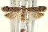  ( - USNM ENT 00013943)  @14 [ ] CreativeCommons - Attribution (2013) CNC/CBG Photography Group Centre for Biodiversity Genomics
