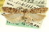  ( - USNM ENT 00016189)  @11 [ ] CreativeCommons - Attribution (2013) CNC/CBG Photography Group Centre for Biodiversity Genomics