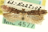  ( - USNM ENT 00016221)  @11 [ ] CreativeCommons - Attribution (2013) CNC/CBG Photography Group Centre for Biodiversity Genomics