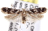  ( - USNM ENT 00017891)  @13 [ ] CreativeCommons - Attribution (2013) CNC/CBG Photography Group Centre for Biodiversity Genomics