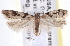  ( - USNM ENT 00018022)  @13 [ ] CreativeCommons - Attribution (2013) CNC/CBG Photography Group Centre for Biodiversity Genomics