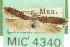  ( - USNM ENT 00018373)  @11 [ ] CreativeCommons - Attribution (2013) CNC/CBG Photography Group Centre for Biodiversity Genomics