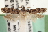  ( - USNM ENT 00018436)  @14 [ ] CreativeCommons - Attribution (2013) CNC/CBG Photography Group Centre for Biodiversity Genomics