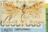 ( - USNM ENT 00657605)  @11 [ ] CreativeCommons - Attribution (2013) CNC/CBG Photography Group Centre for Biodiversity Genomics