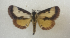 ( - 2019Crabo001)  @11 [ ] OGL-C; Open Government Licence - Canada (2023) Canadian National Collection of Insects, Arachnids and Nematodes Canadian National Collection of Insects, Arachnids and Nematodes