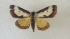  ( - 2019Crabo002)  @11 [ ] OGL-C; Open Government Licence - Canada (2023) Canadian National Collection of Insects, Arachnids and Nematodes Canadian National Collection of Insects, Arachnids and Nematodes