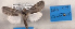  ( - 2019Crabo017)  @11 [ ] OGL-C; Open Government Licence - Canada (2023) Canadian National Collection of Insects, Arachnids and Nematodes Canadian National Collection of Insects, Arachnids and Nematodes