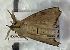  ( - BCI184486)  @11 [ ] OGL-C; Open Government Licence - Canada (2022) Canadian National Collection of Insects, Arachnids and Nematodes Canadian National Collection of Insects, Arachnids and Nematodes