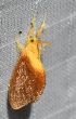  ( - BCI184497)  @11 [ ] OGL-C; Open Government Licence - Canada (2022) Canadian National Collection of Insects, Arachnids and Nematodes Canadian National Collection of Insects, Arachnids and Nematodes