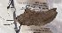  ( - BCI184654)  @11 [ ] OGL-C; Open Government Licence - Canada (2022) Canadian National Collection of Insects, Arachnids and Nematodes Canadian National Collection of Insects, Arachnids and Nematodes