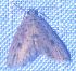  ( - BCI184738)  @11 [ ] OGL-C; Open Government Licence - Canada (2022) Canadian National Collection of Insects, Arachnids and Nematodes Canadian National Collection of Insects, Arachnids and Nematodes
