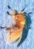  ( - BCI187489)  @11 [ ] OGL-C; Open Government Licence - Canada (2022) Canadian National Collection of Insects, Arachnids and Nematodes Canadian National Collection of Insects, Arachnids and Nematodes