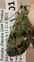  ( - BCI188738)  @11 [ ] OGL-C; Open Government Licence - Canada (2022) Canadian National Collection of Insects, Arachnids and Nematodes Canadian National Collection of Insects, Arachnids and Nematodes